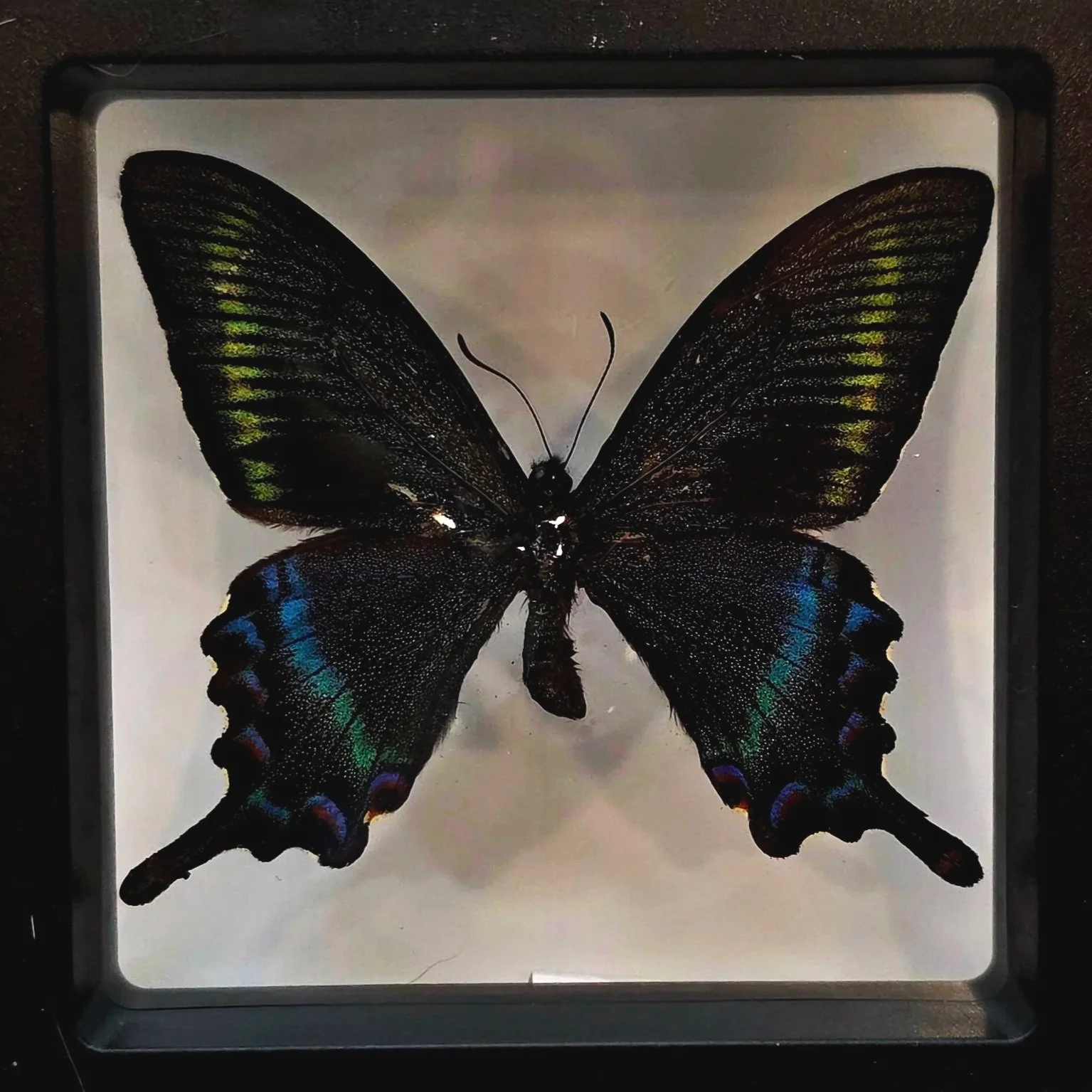 Papilio maackii Alpine Black Swallowtail - Framed Butterfly | The